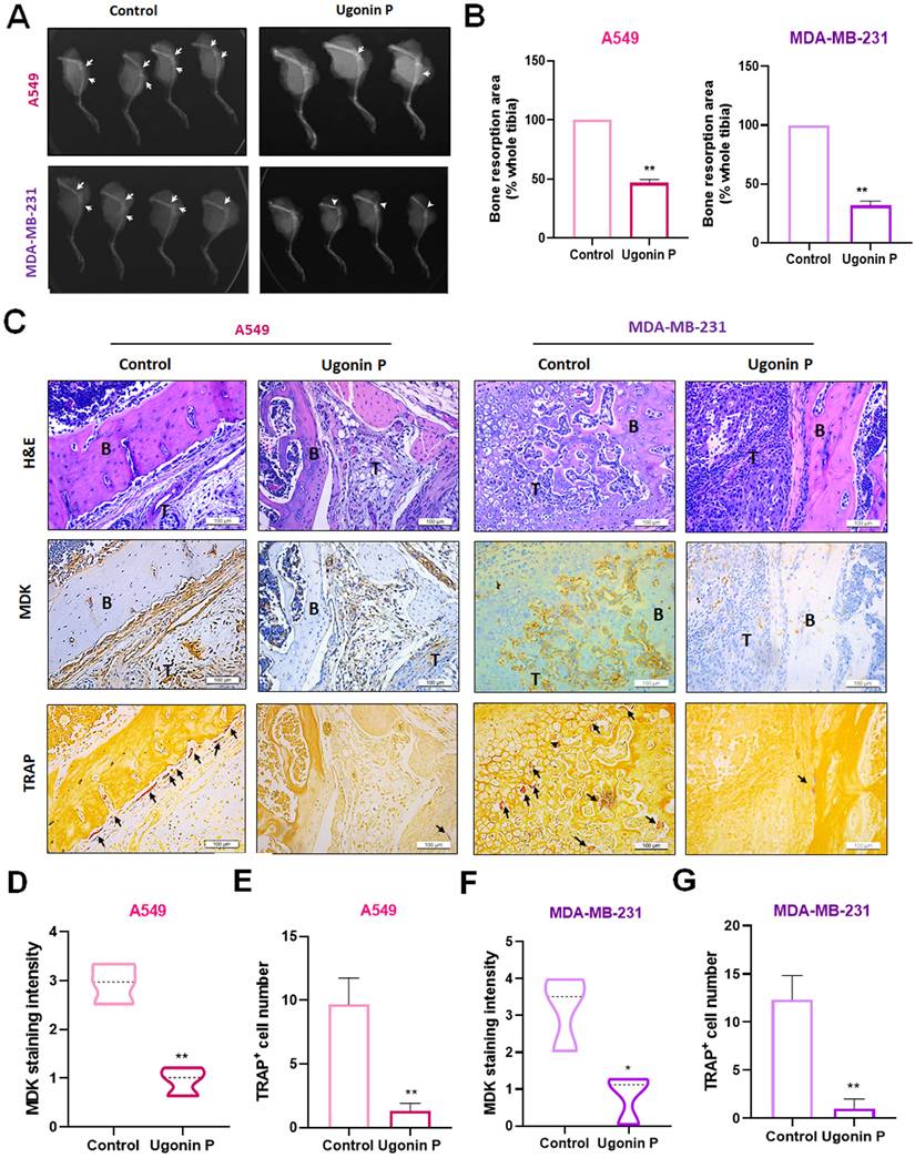 Int J Biol Sci Image