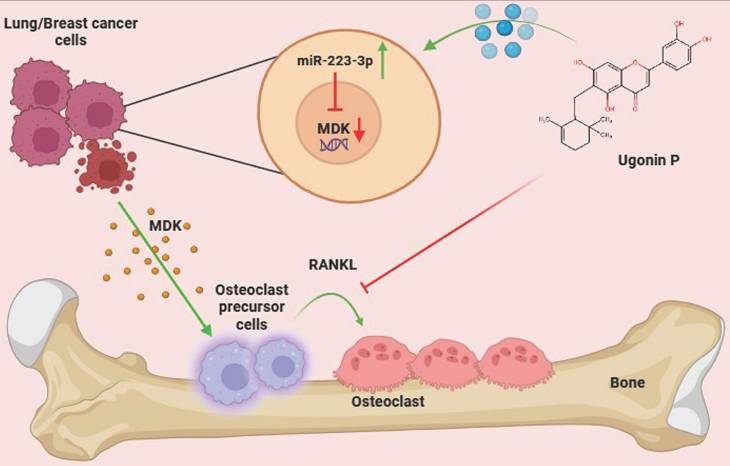 Int J Biol Sci Image