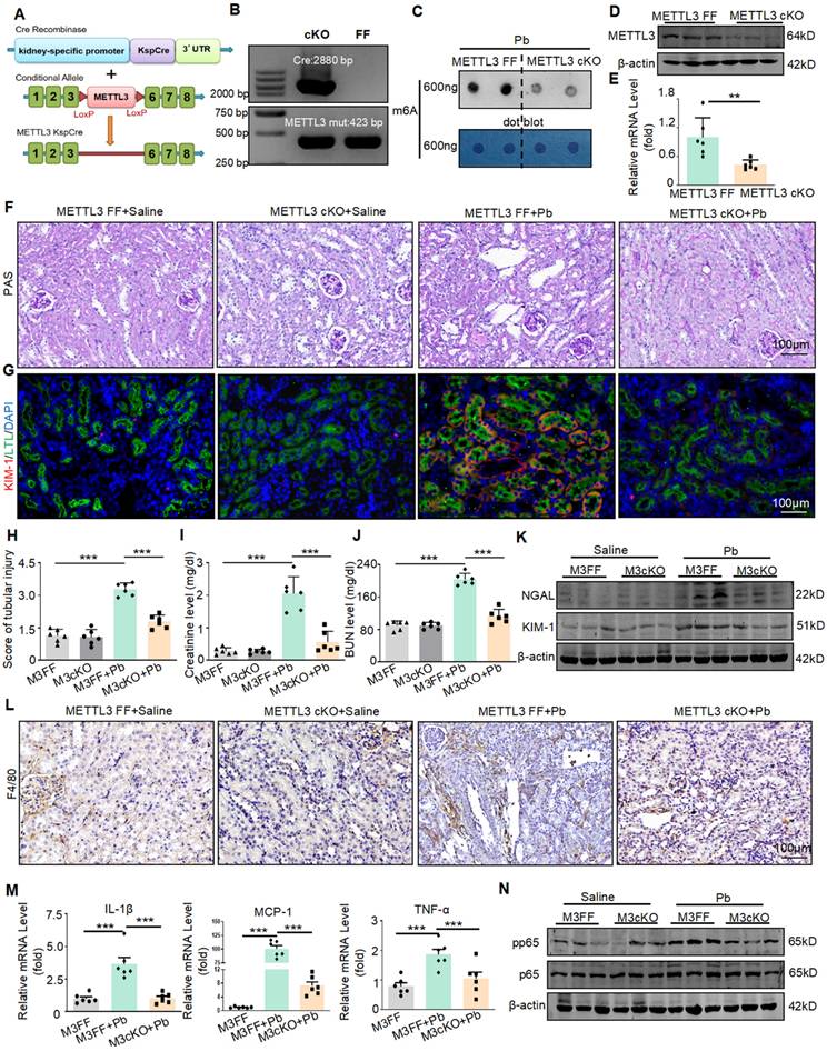 Int J Biol Sci Image