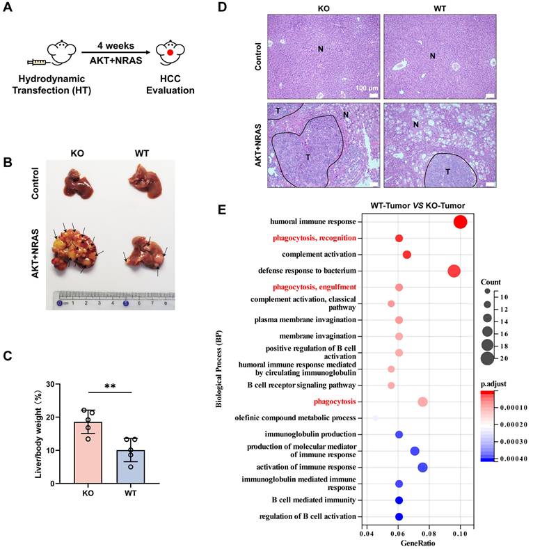 Int J Biol Sci Image