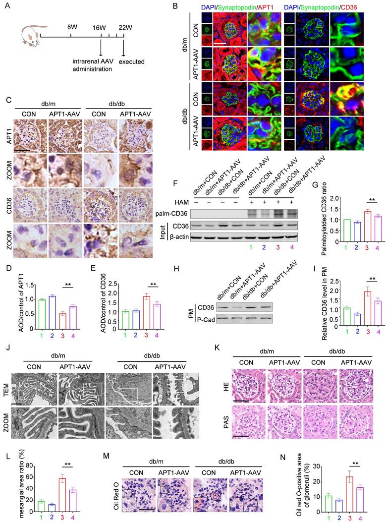 Int J Biol Sci Image