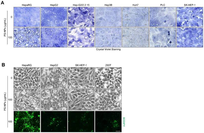 Int J Biol Sci Image