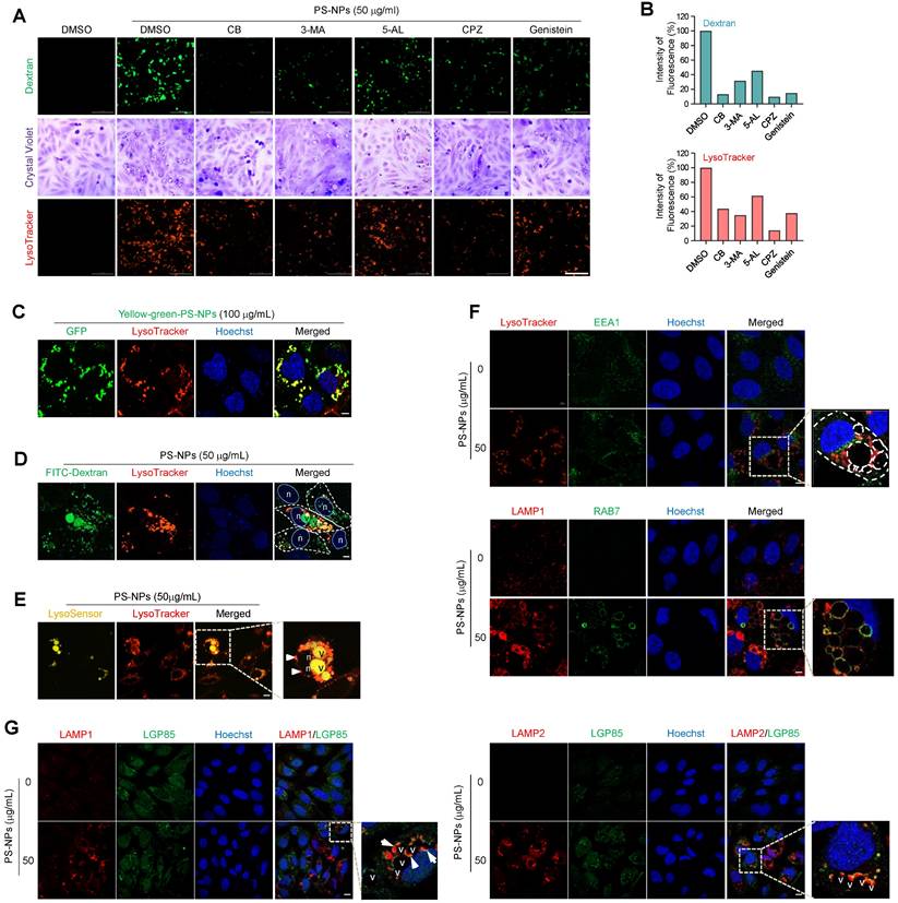 Int J Biol Sci Image