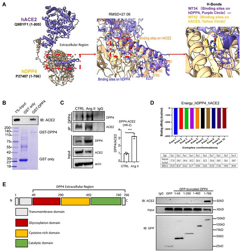 Int J Biol Sci Image
