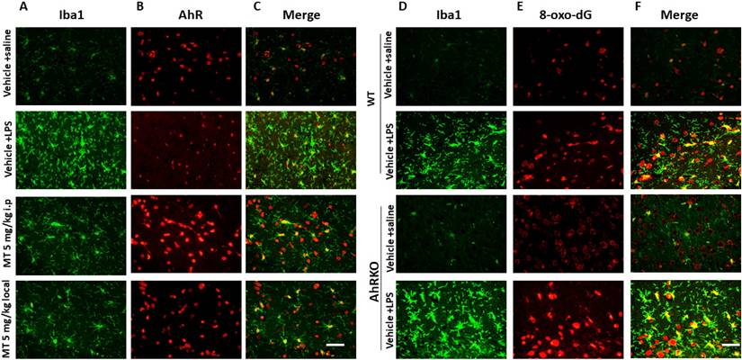 Int J Biol Sci Image