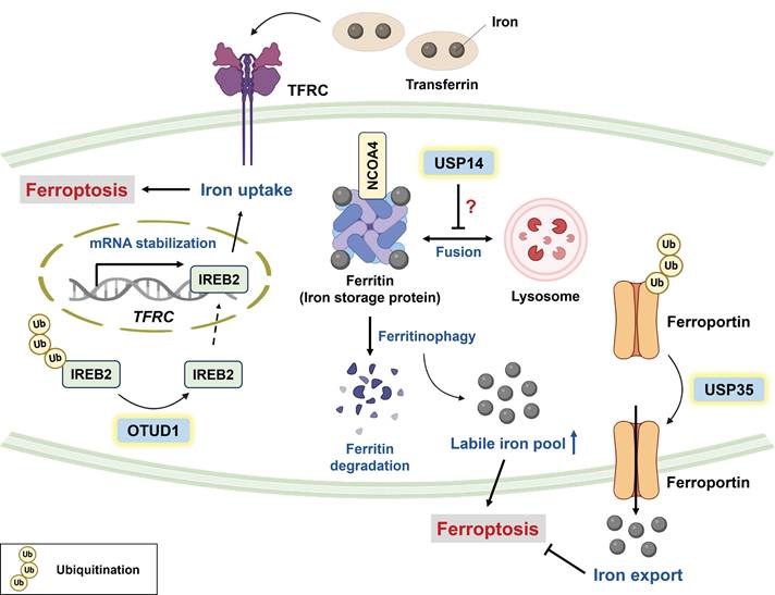 Int J Biol Sci Image