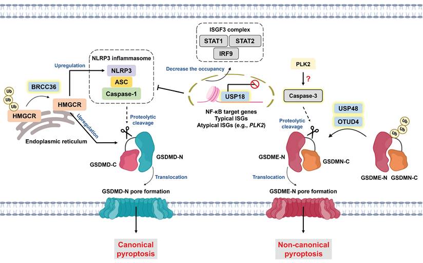 Int J Biol Sci Image