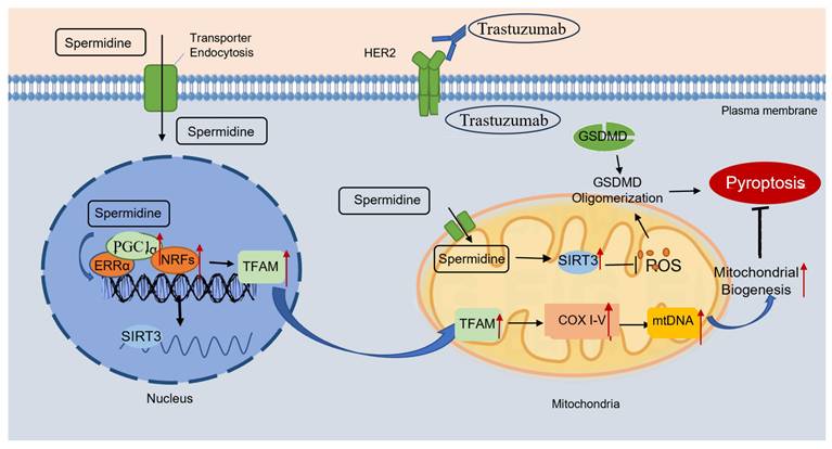 Int J Biol Sci Image