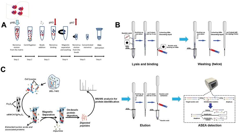 Int J Biol Sci Image