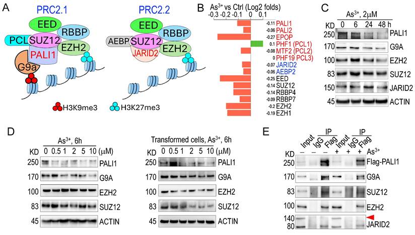 Int J Biol Sci Image