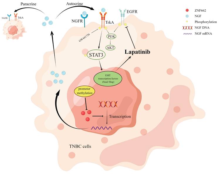 Int J Biol Sci Image