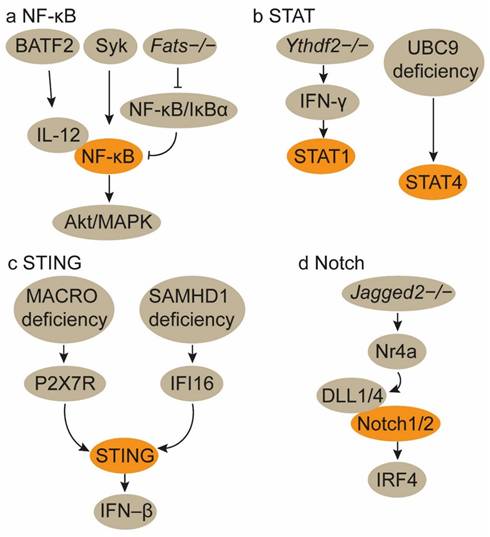 Int J Biol Sci Image