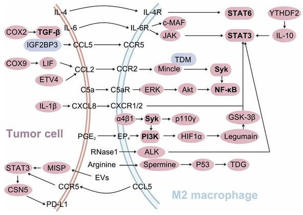 Int J Biol Sci Image