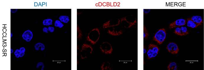 Int J Biol Sci Image