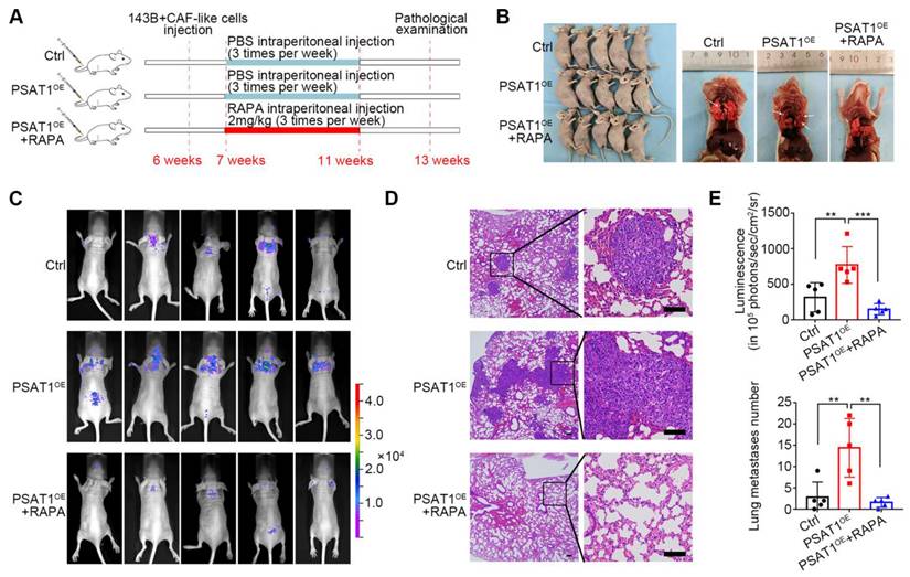 Int J Biol Sci Image
