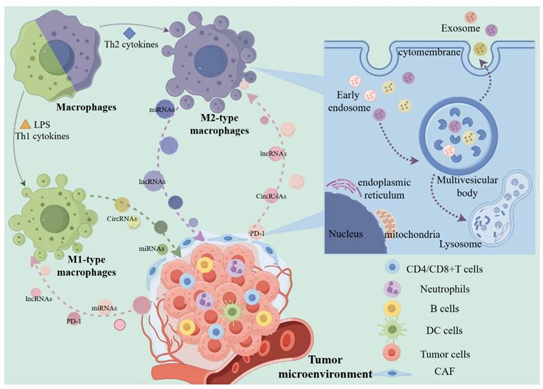 Int J Biol Sci Image