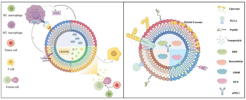 Int J Biol Sci Image