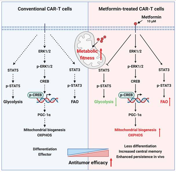 Int J Biol Sci Image