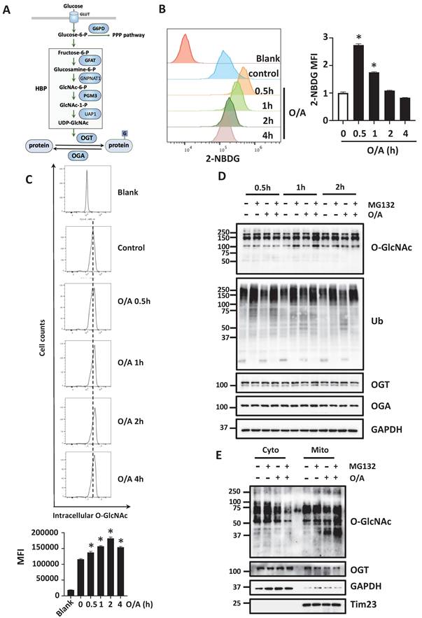 Int J Biol Sci Image