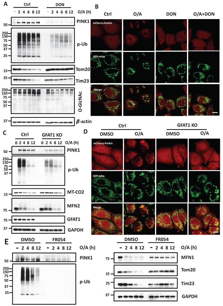 Int J Biol Sci Image
