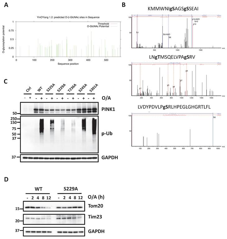 Int J Biol Sci Image