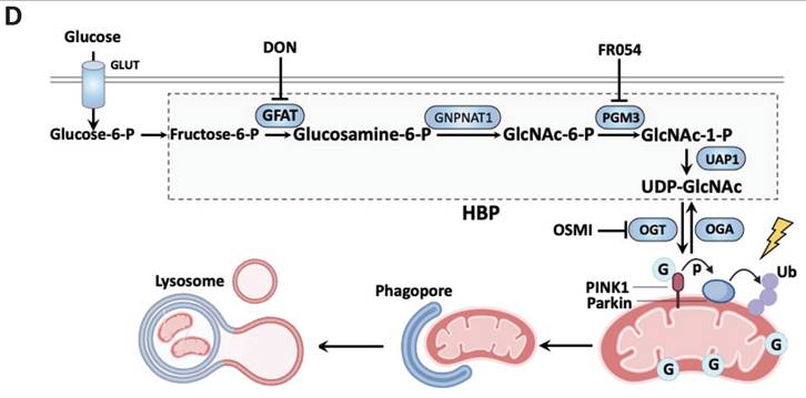 Int J Biol Sci Image