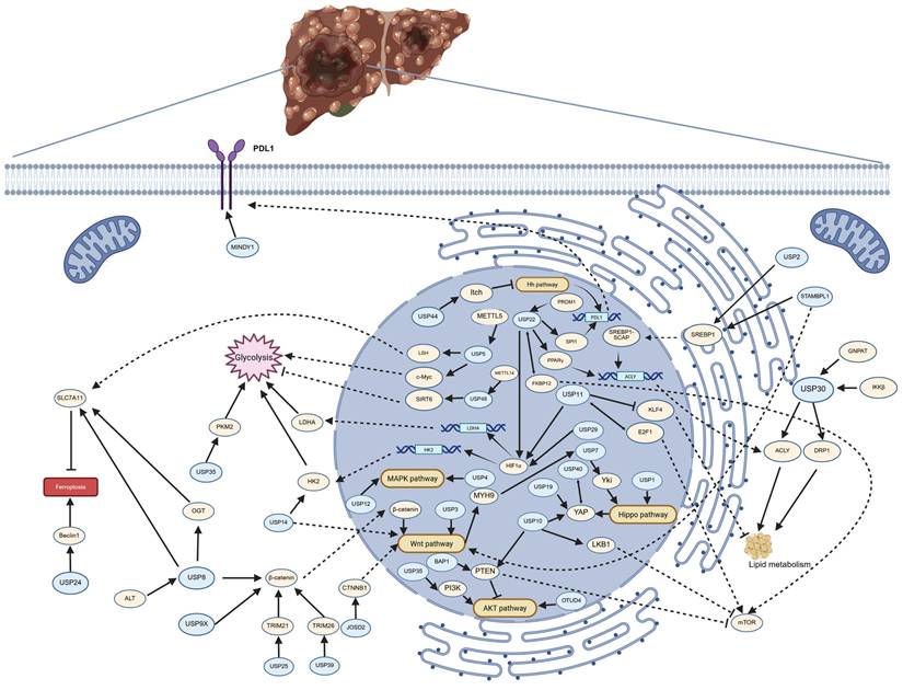 Int J Biol Sci Image