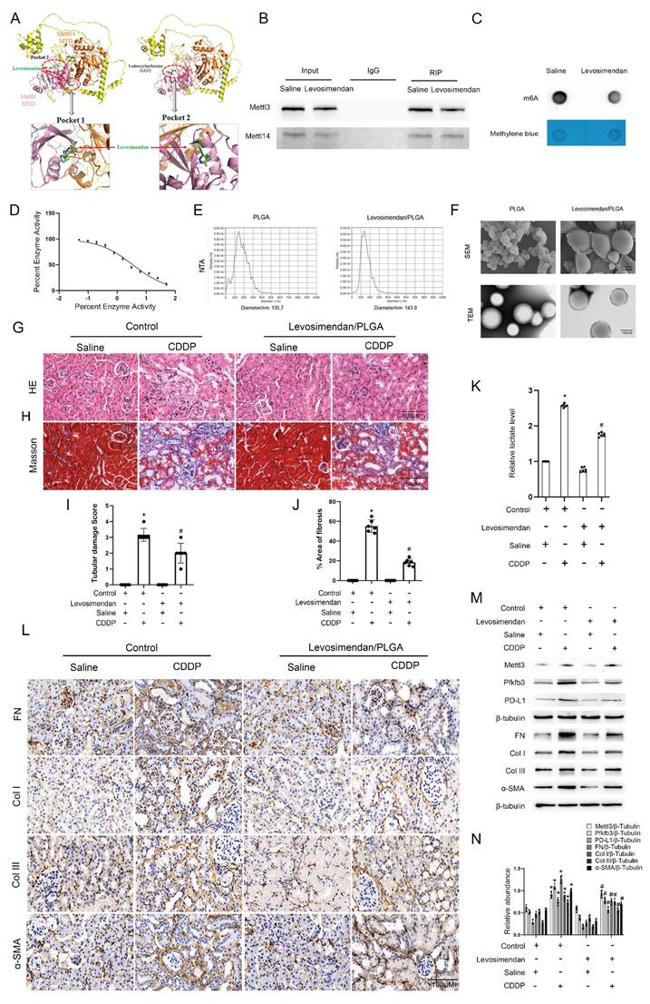 Int J Biol Sci Image