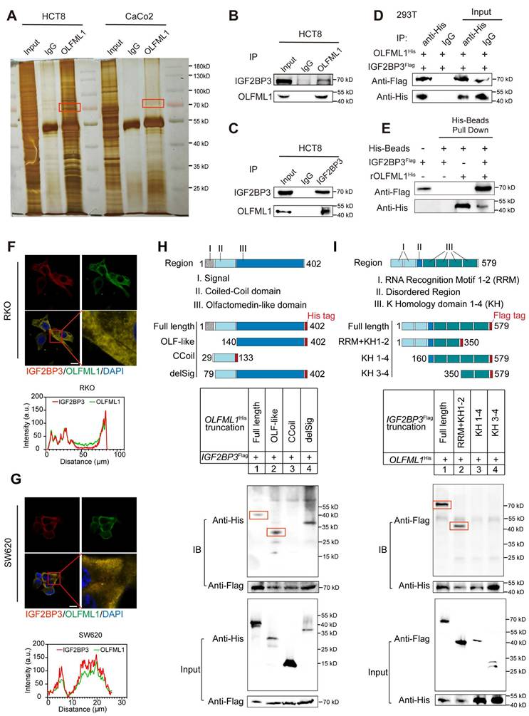 Int J Biol Sci Image