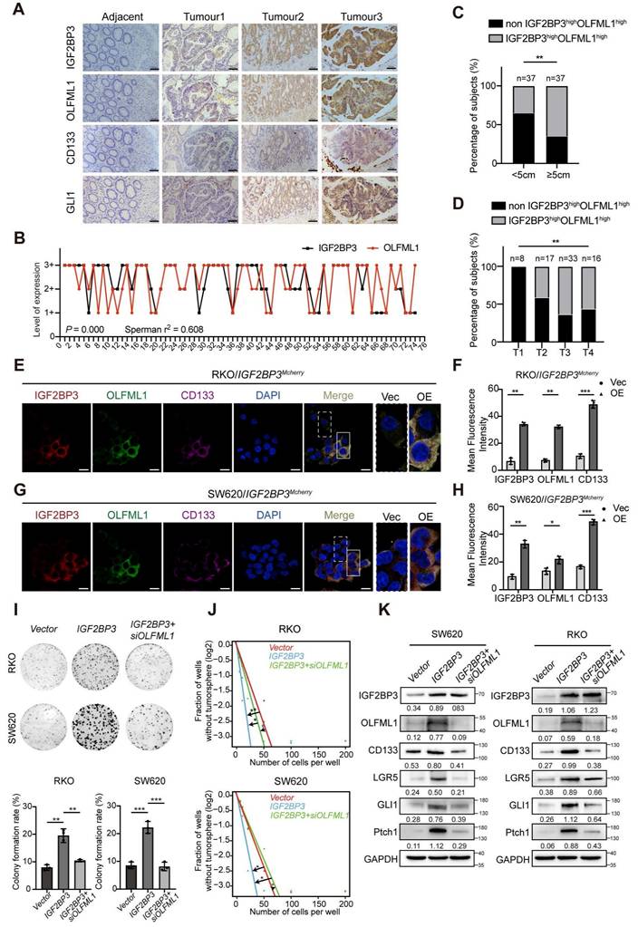 Int J Biol Sci Image