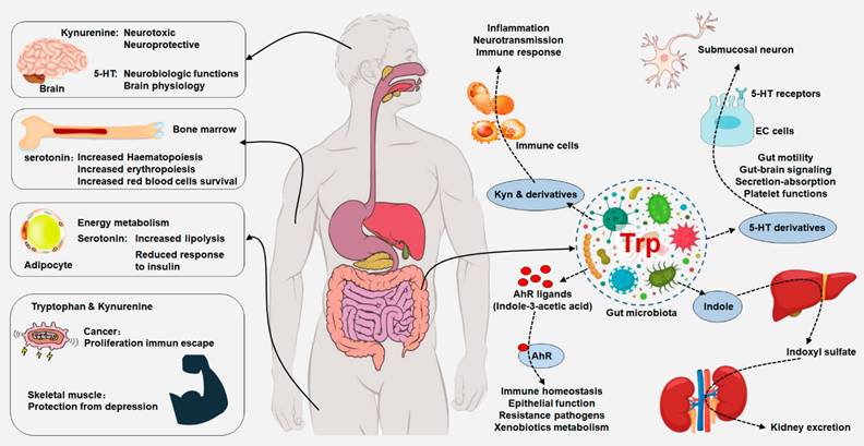 Int J Biol Sci Image