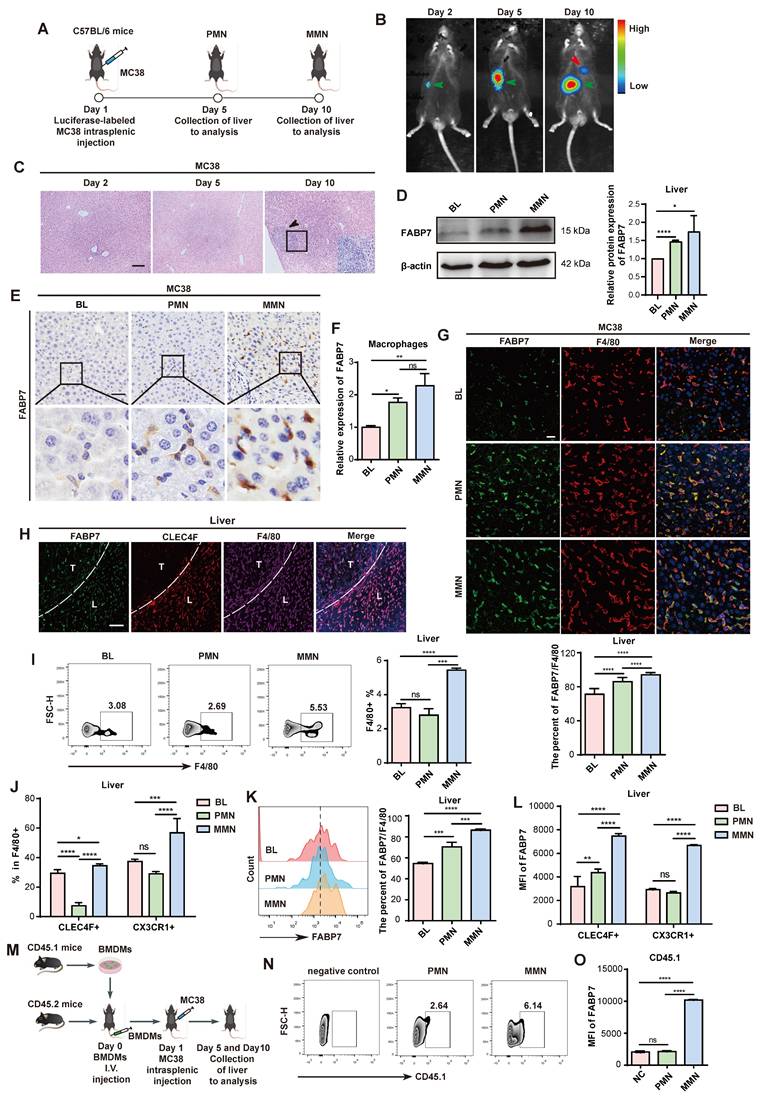 Int J Biol Sci Image