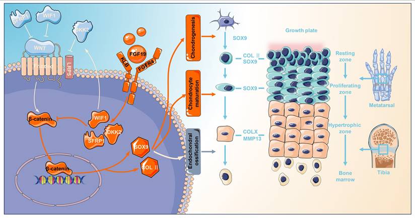 Int J Biol Sci Image