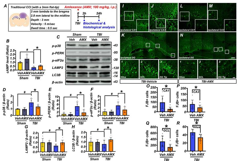 Int J Biol Sci Image