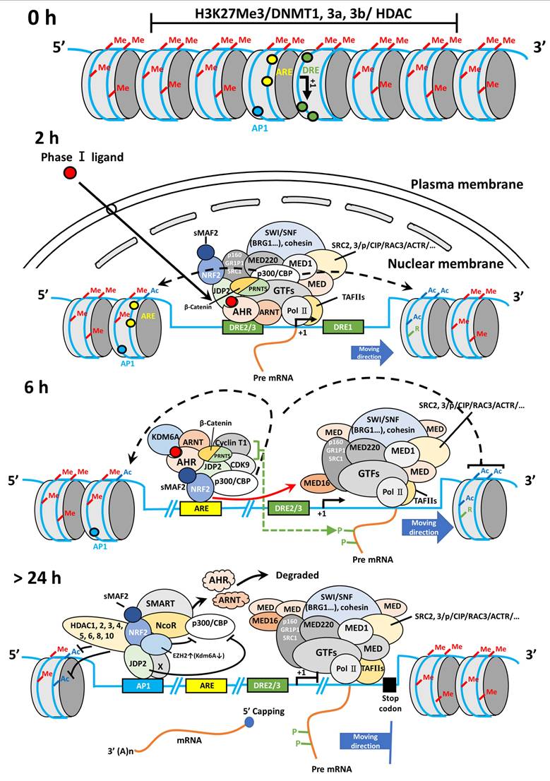 Int J Biol Sci Image