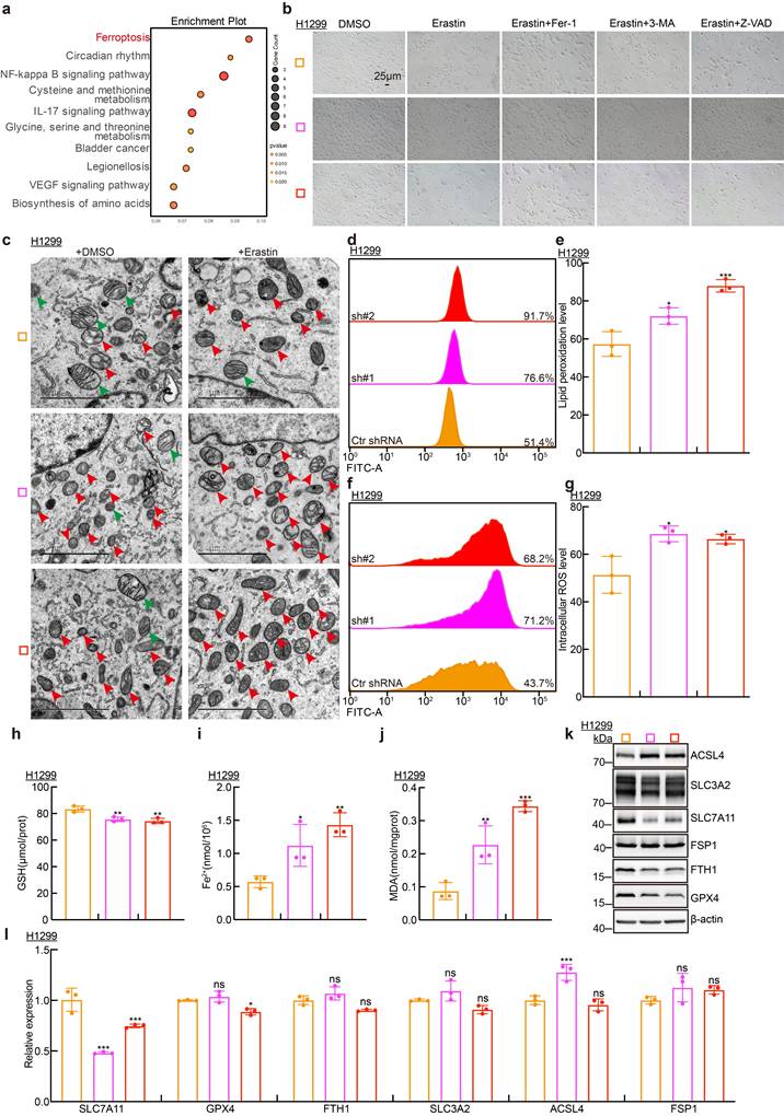 Int J Biol Sci Image