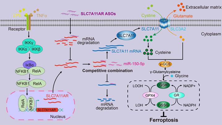 Int J Biol Sci Image