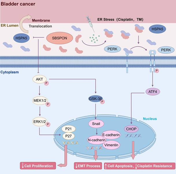 Int J Biol Sci Image