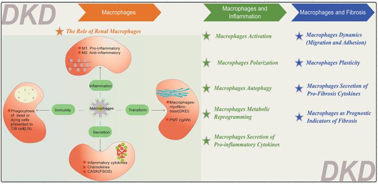 Int J Biol Sci Image