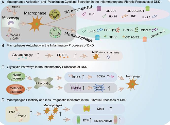 Int J Biol Sci Image