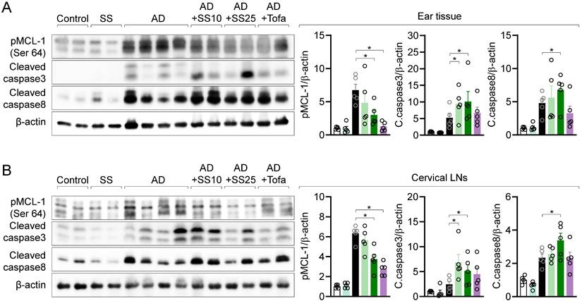 Int J Biol Sci Image