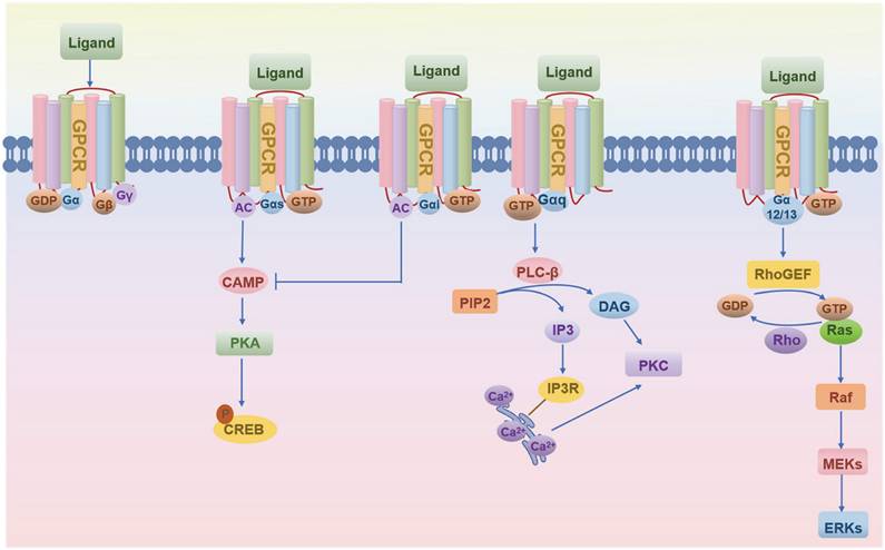 Int J Biol Sci Image