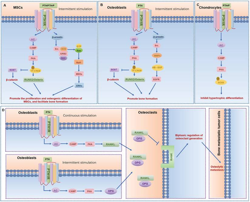 Int J Biol Sci Image