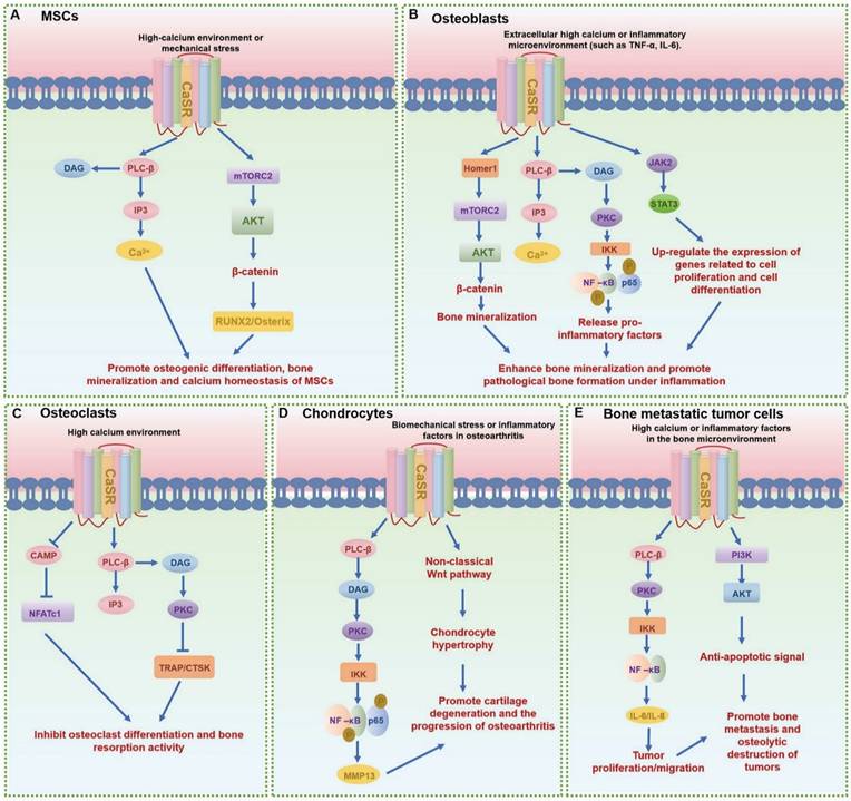 Int J Biol Sci Image