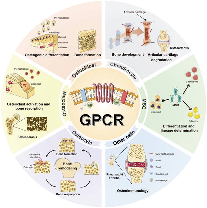 Int J Biol Sci Image