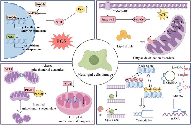 Int J Biol Sci Image