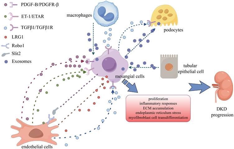 Int J Biol Sci Image