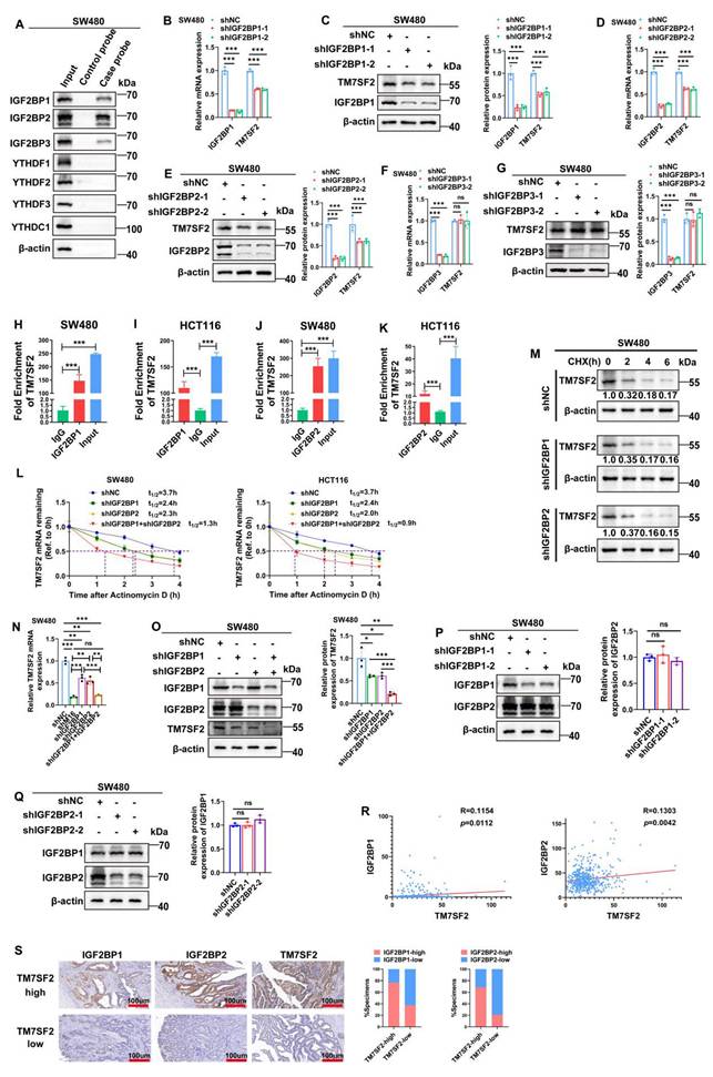 Int J Biol Sci Image