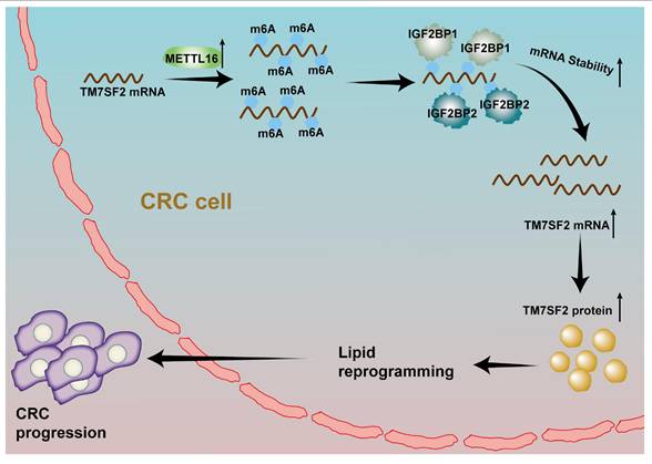 Int J Biol Sci Image
