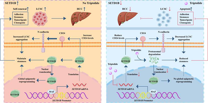 Int J Biol Sci Image